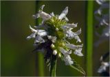 Betonica officinalis