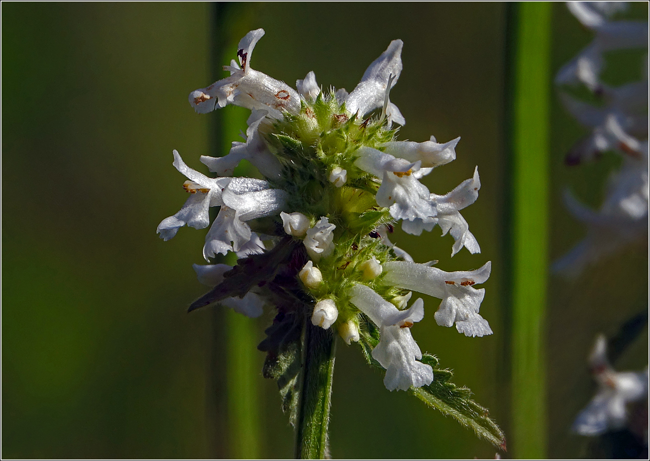 Изображение особи Betonica officinalis.