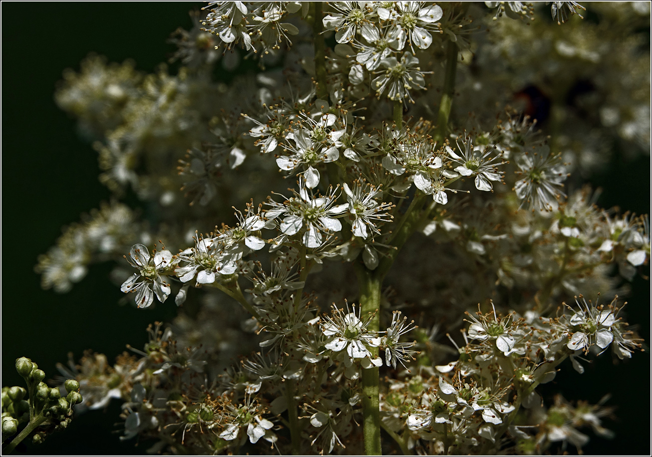 Image of Filipendula ulmaria specimen.