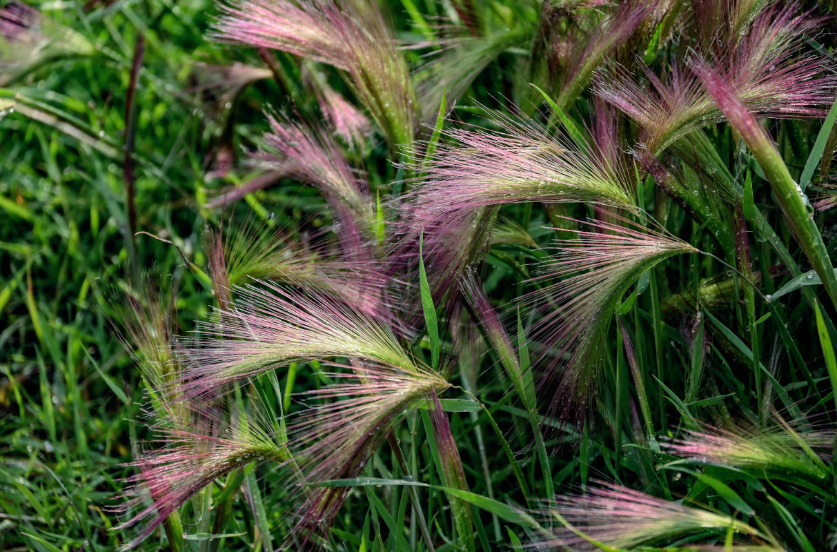 Image of Hordeum jubatum specimen.