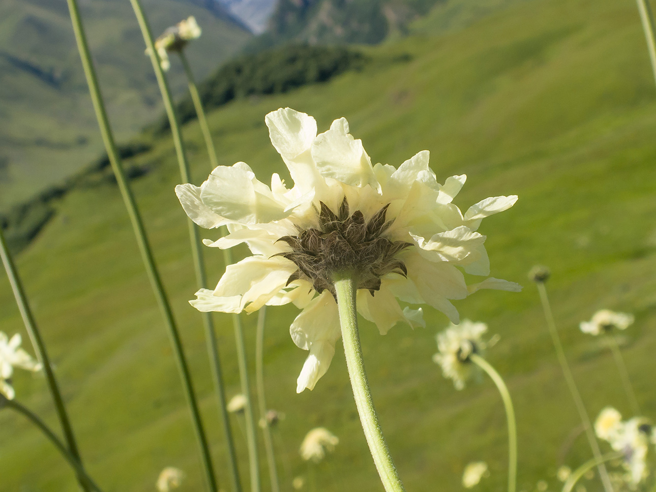 Изображение особи Cephalaria balkharica.