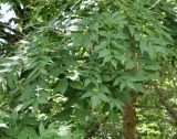 Fraxinus excelsior. Ветви. Краснодарский край, м/о Анапа, окр. пос. Куматырь, дол. р. Куматырь, средний пруд, залесённый берег. 18.06.2021.