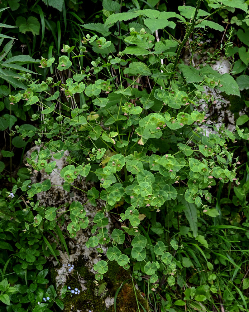 Image of Euphorbia macroceras specimen.