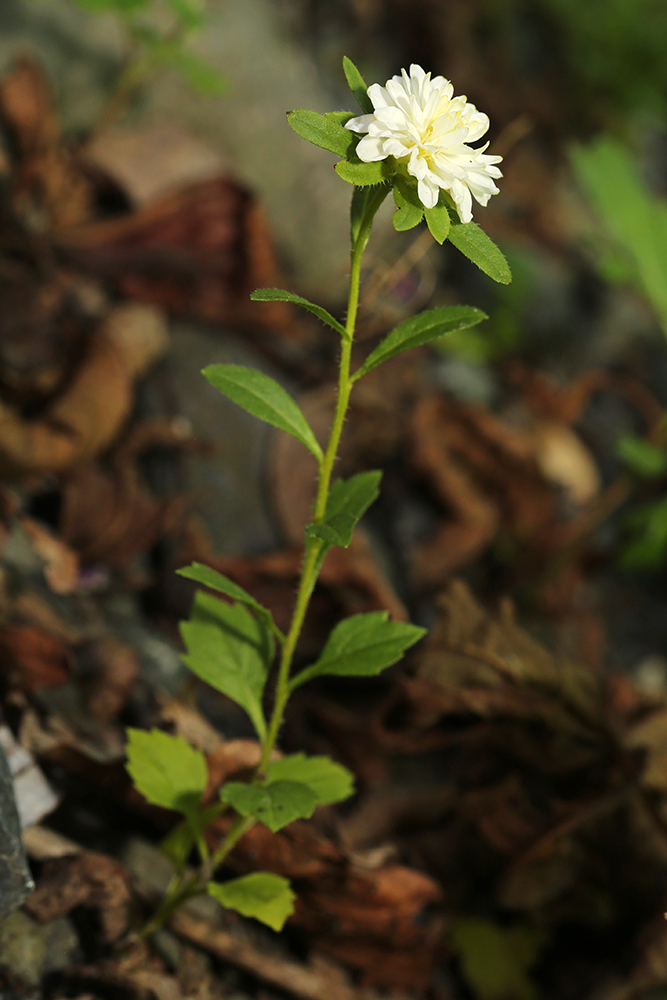 Изображение особи Callistephus chinensis.