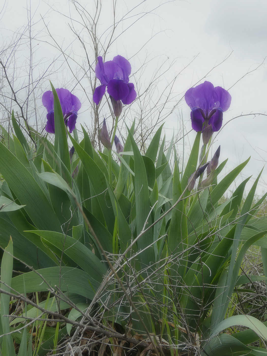 Image of Iris pallida specimen.