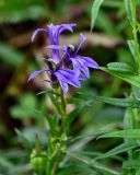 Lobelia sessilifolia. Соцветие. Сахалин, Холмский гор. округ, мыс Слепиковского, луг. 26.08.2023.