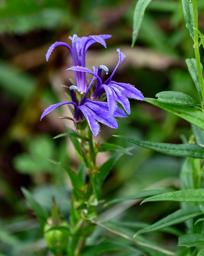 Изображение особи Lobelia sessilifolia.