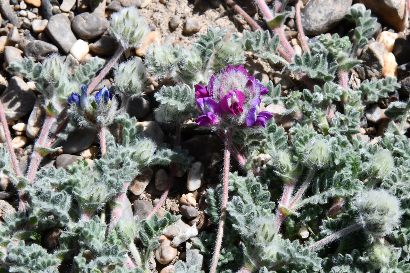 Изображение особи Oxytropis tianschanica.