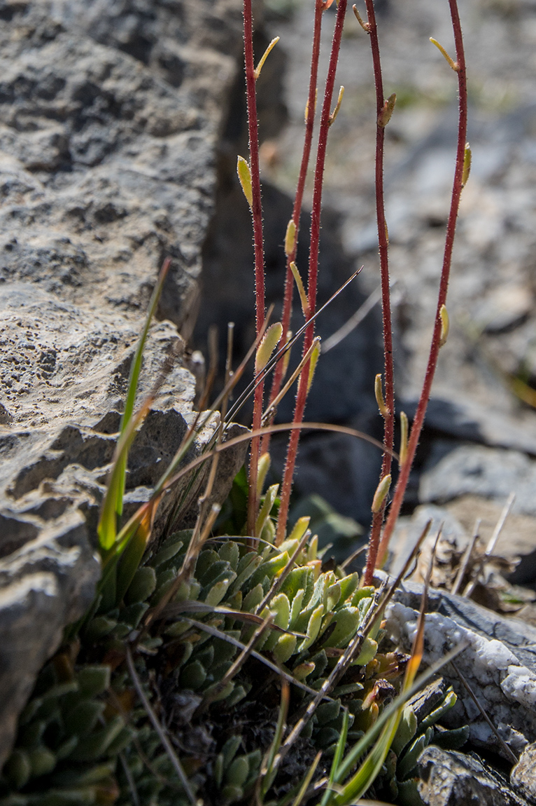 Image of genus Saxifraga specimen.