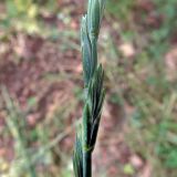 Elytrigia repens. Фрагмент соцветия. Ульяновск, Заволжский р-н, опушка широколиственного леса. 25.06.2024.