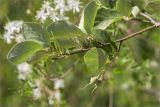 Styrax officinalis