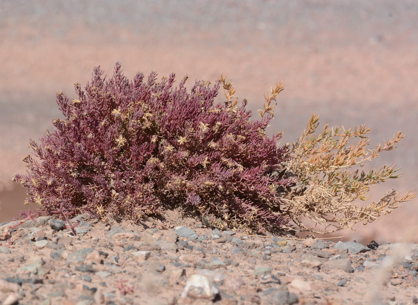 Image of Reaumuria kaschgarica specimen.