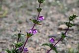 Phlomoides zenaidae. Части соцветий. Казахстан, Алматинская обл., хр. Торайгыр, галечниковый склон. 6 мая 2024 г.