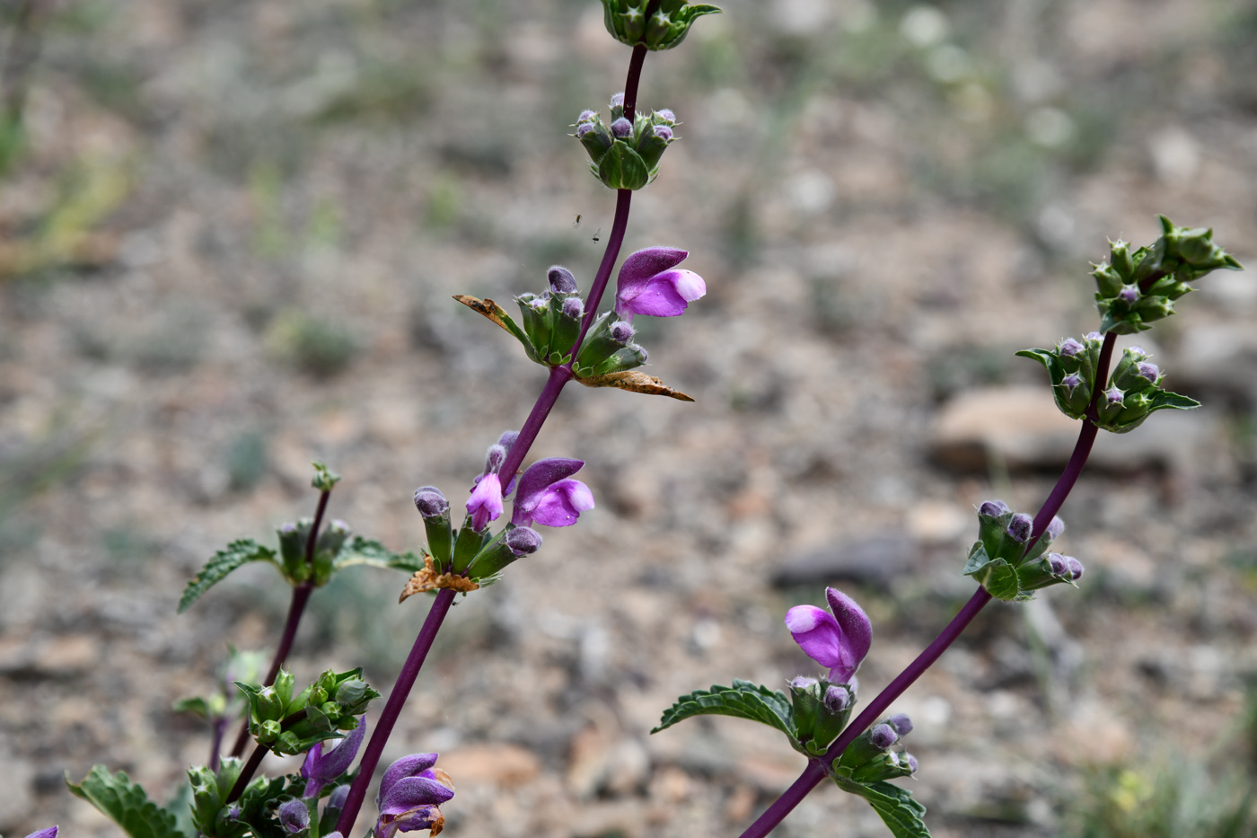 Изображение особи Phlomoides zenaidae.