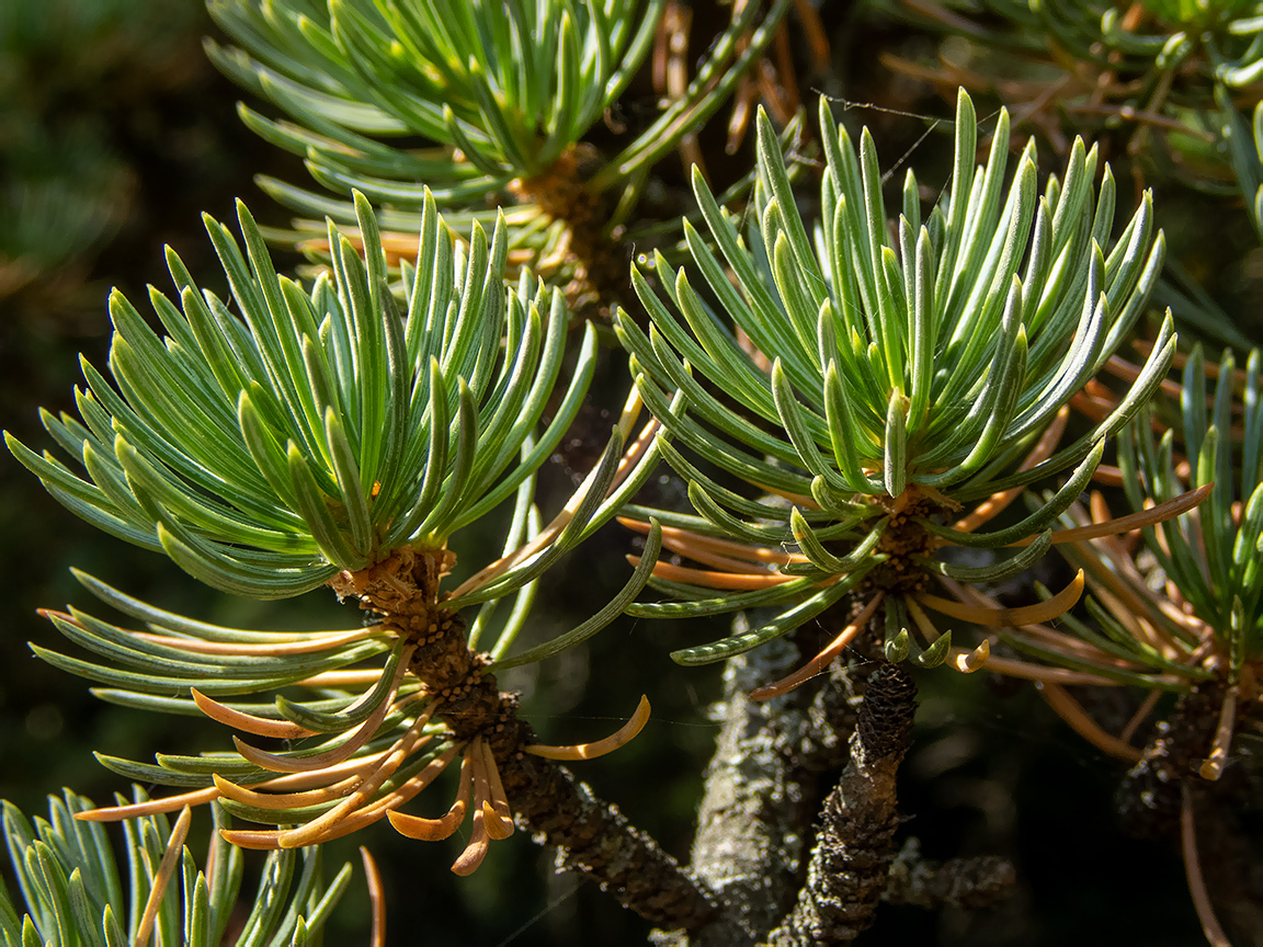 Изображение особи Cedrus libani.