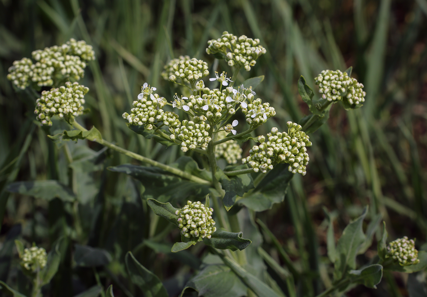 Image of Cardaria draba specimen.