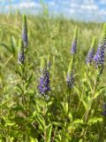 Veronica spicata