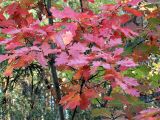 Quercus rubra. Часть ствола и ветвей молодого дерева с листьями в осенней окраске. Ульяновск, Заволжский р-н, поляна между лесопарковой посадкой и сосняком. 18.09.2024.