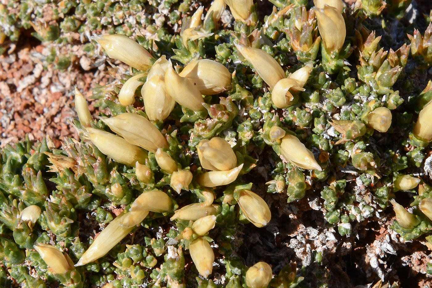Image of Nanophyton iliense specimen.