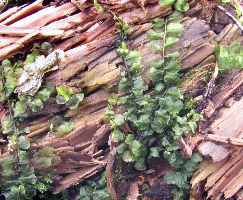 Image of familia Mniaceae specimen.