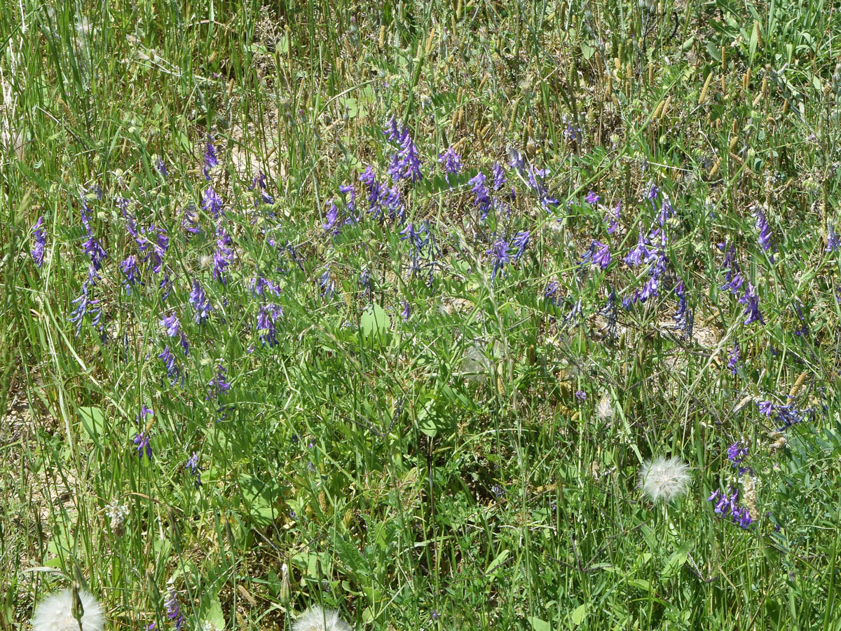 Image of Vicia tenuifolia specimen.