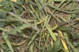 Bromus hordeaceus