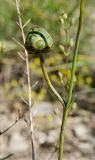 Rhaponticoides ruthenica