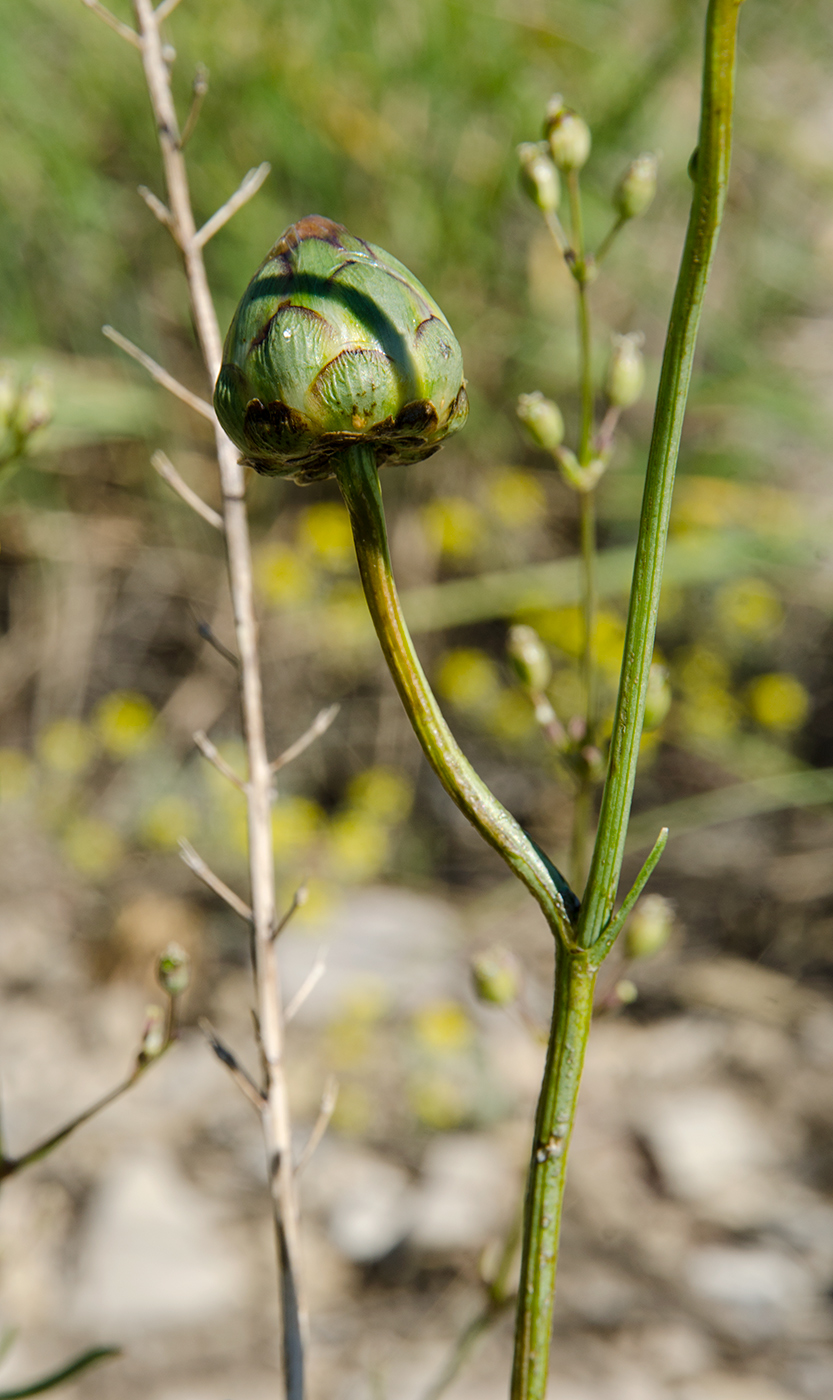Изображение особи Rhaponticoides ruthenica.