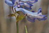 View full-size image Corydalis ambigua