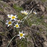 View full-size image Tulipa biflora