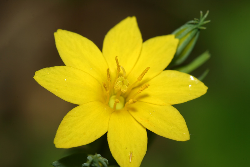 Image of Blackstonia acuminata specimen.