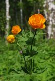 Trollius asiaticus. Верхушка цветущего растения. Новосибирская обл., Салаирский кряж, р. Бердь, окр. дер. Новососедово. 01.06.2008.