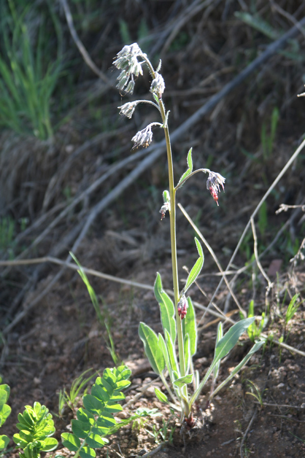 Image of Rindera oblongifolia specimen.