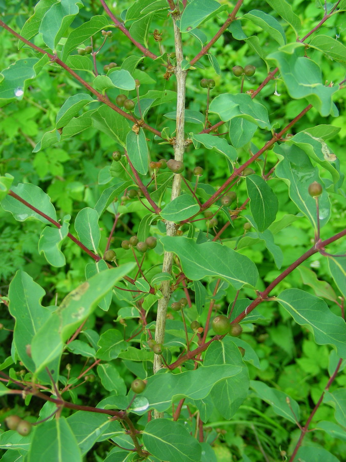 Image of Lonicera tatarica specimen.