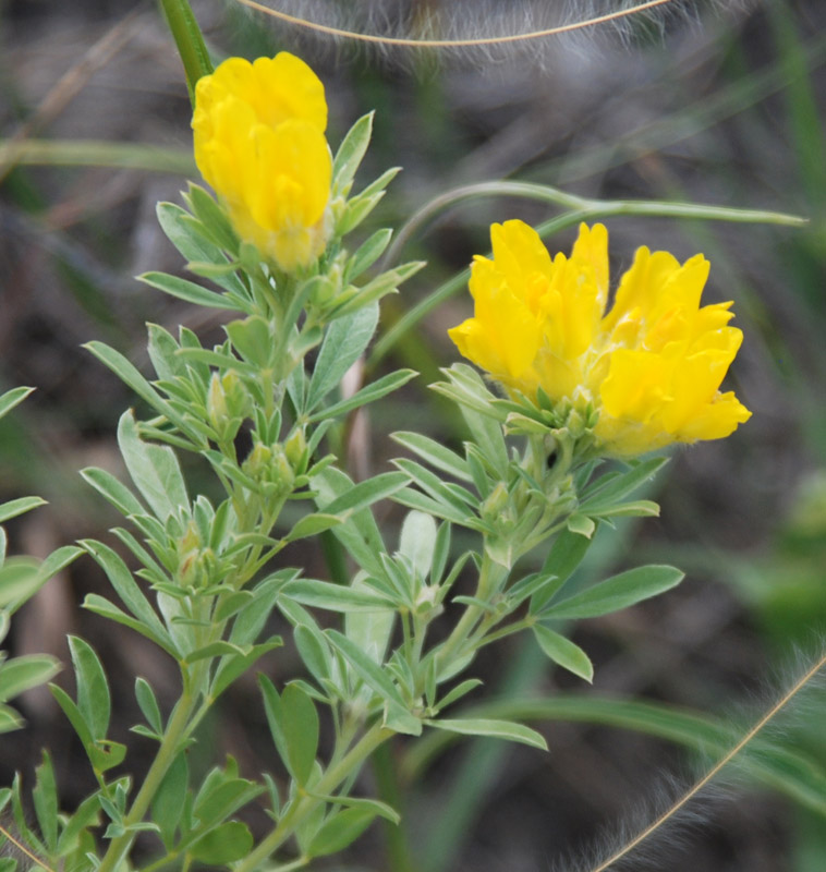 Изображение особи Chamaecytisus austriacus.