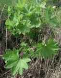 genus Alchemilla. Растение в начале вегетации. Кольский п-ов, Восточный Мурман, Дальние Зеленцы. 28.06.2011.