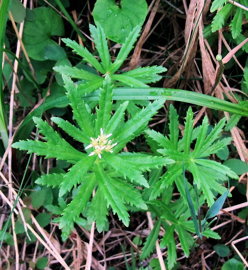 Image of Rhodiola stephanii specimen.