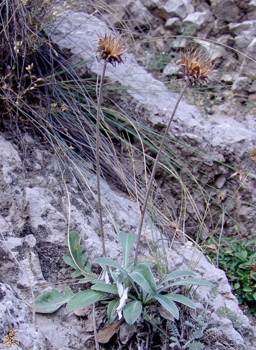 Image of Jurinea bellidioides specimen.