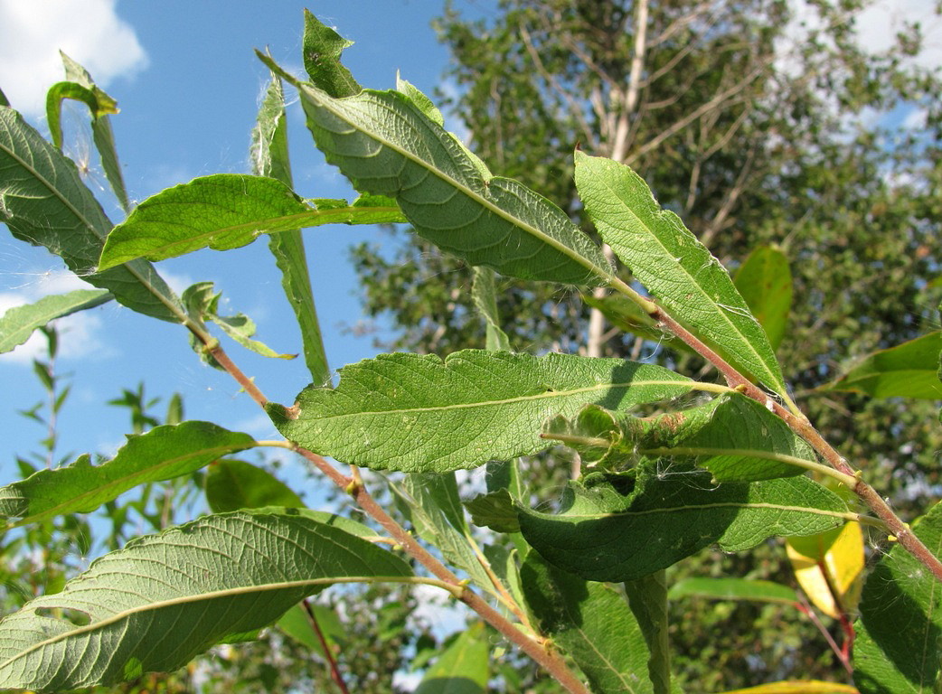 Изображение особи Salix cinerea.