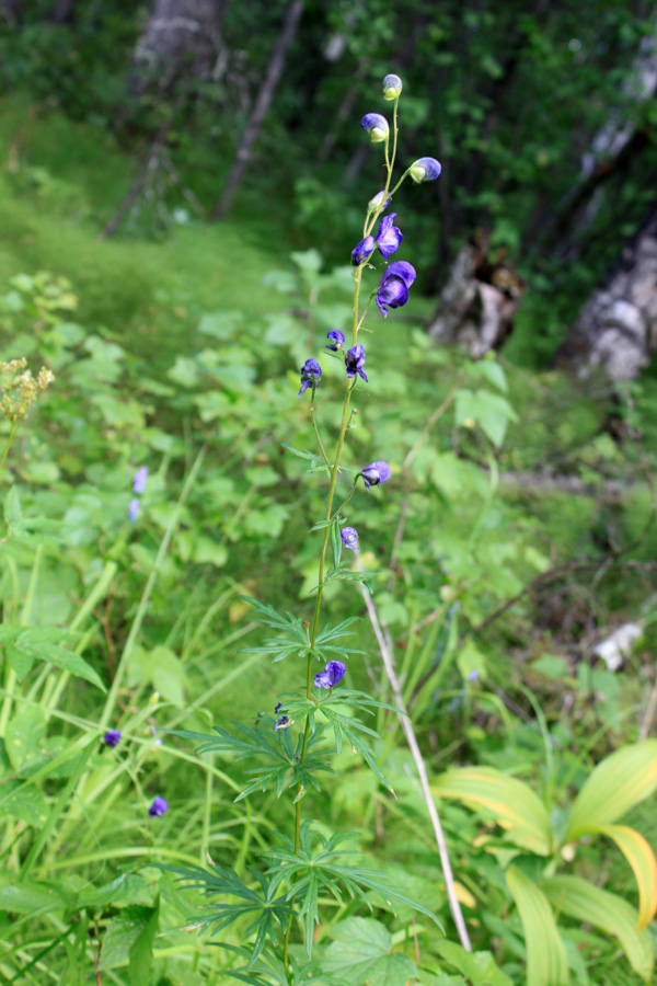 Изображение особи род Aconitum.