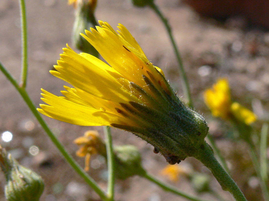 Изображение особи род Hieracium.