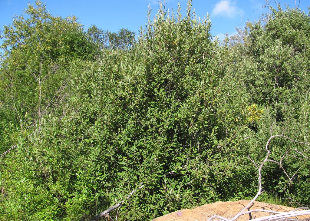 Image of Salix cinerea specimen.