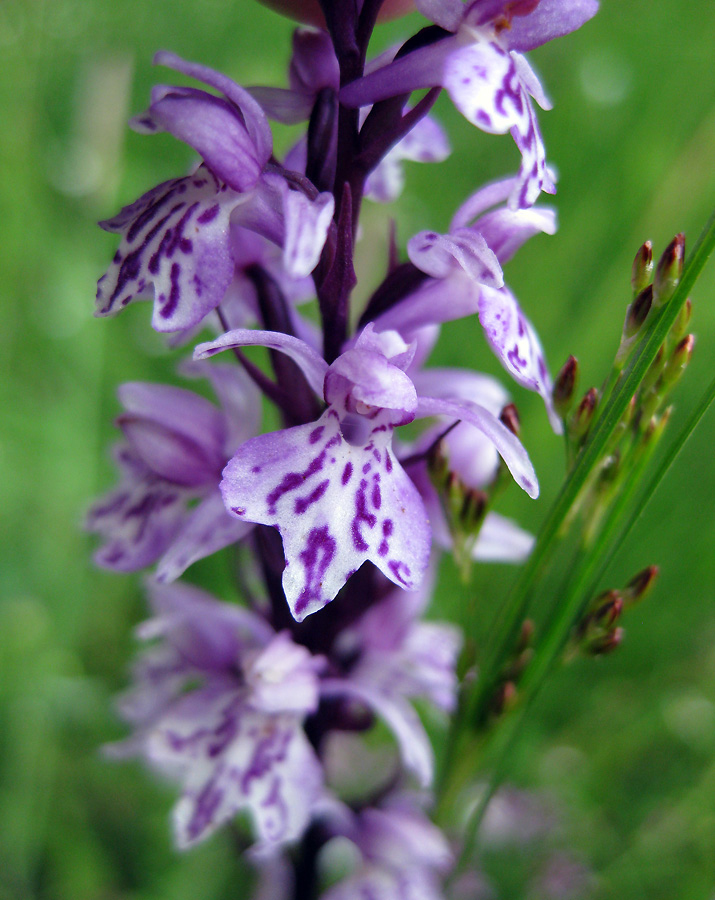 Image of Dactylorhiza fuchsii specimen.