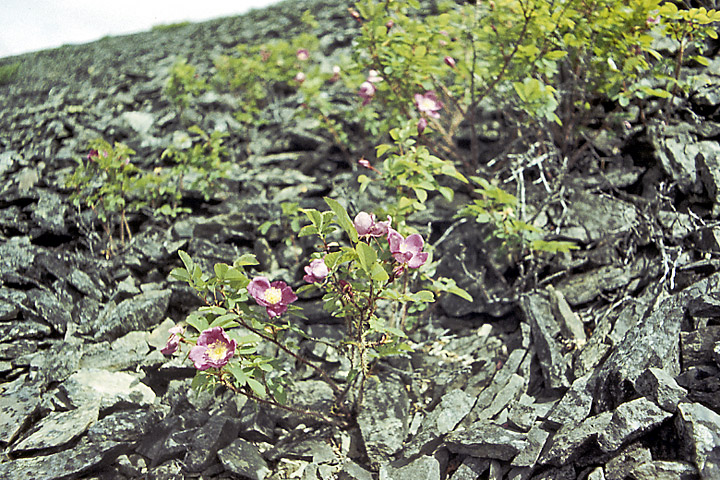 Изображение особи Rosa acicularis.