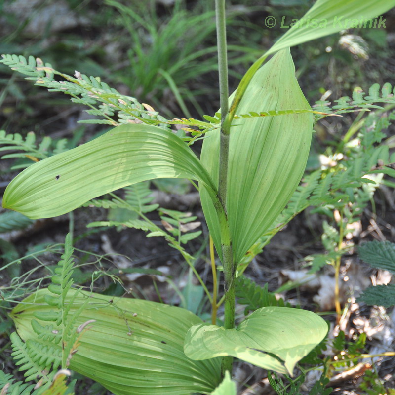 Image of Veratrum ussuriense specimen.