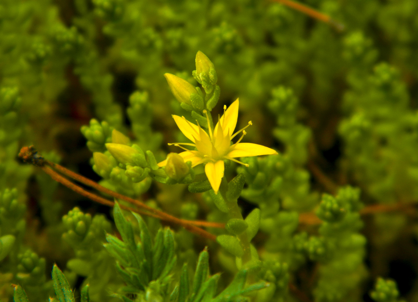 Изображение особи Sedum acre.