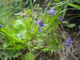 Polygala alpicola. Верхушка цветущего растения. Кабардино-Балкария, верховья р. Малка, 2200 м н.у.м. 16.06.2012.