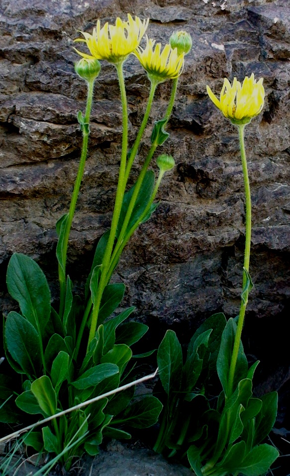 Image of Doronicum oblongifolium specimen.