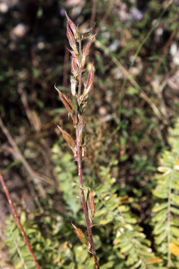 Изображение особи Oxytropis fedtschenkoi.