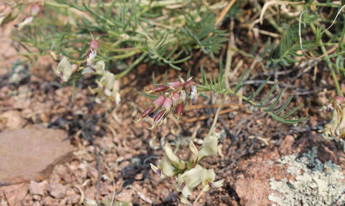 Image of Astragalus chorinensis specimen.